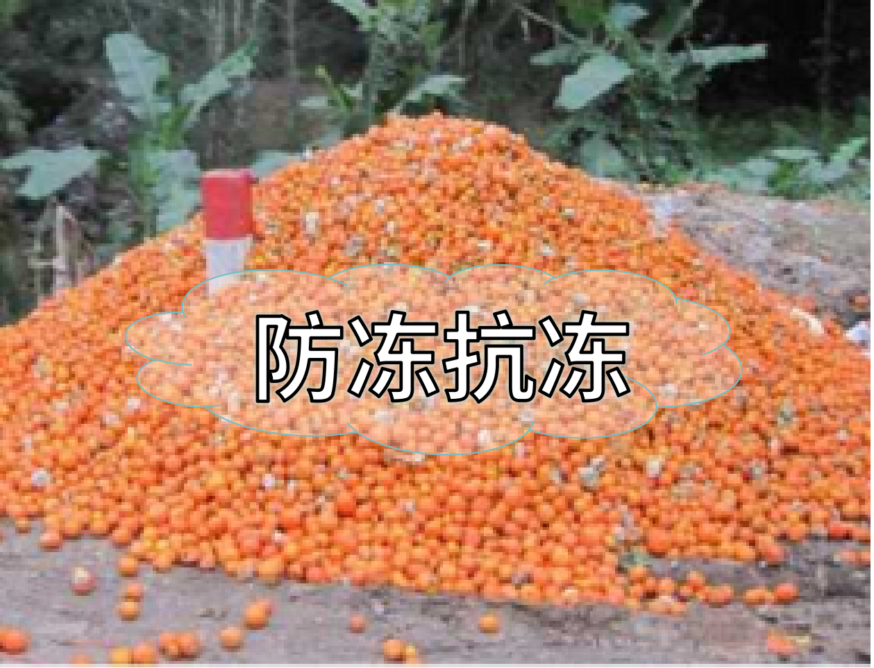 抗凍營(yíng)養提前積累，今年抗凍不愁