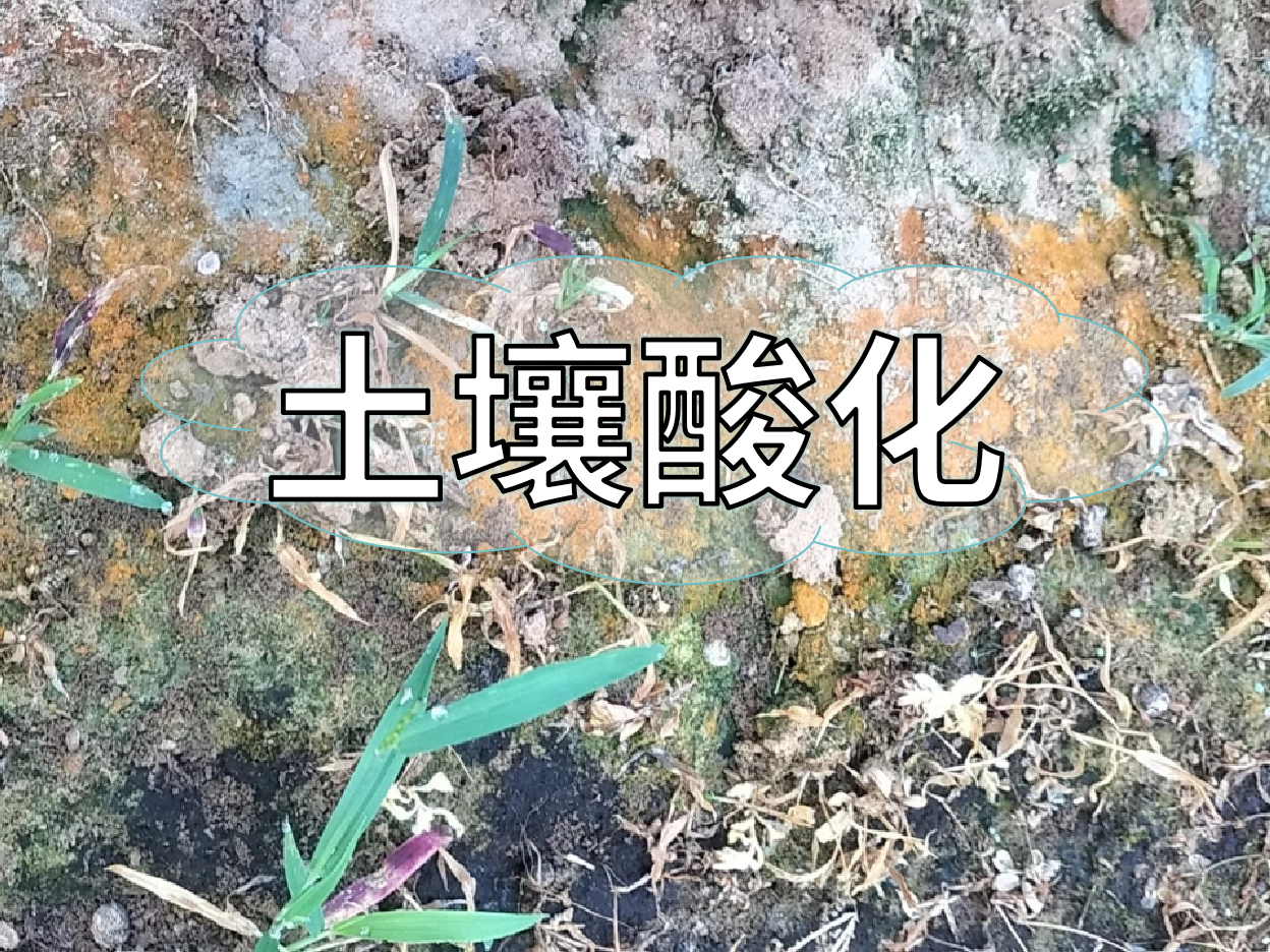 <i style='color:red'>土壤酸化</i>柑橘樹(shù)變黃，教你一招快速調酸防黃化