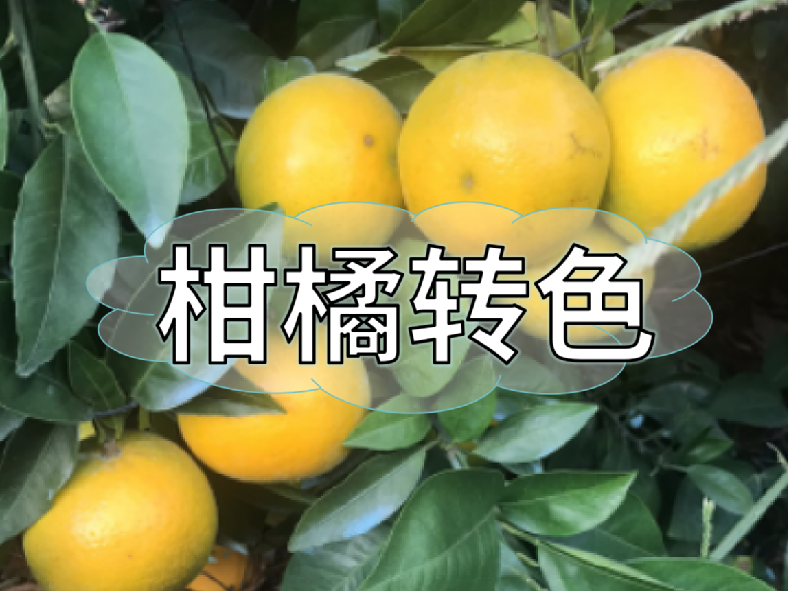 柑橘著(zhù)色不理想，沖刺品質(zhì)果要抓緊了！