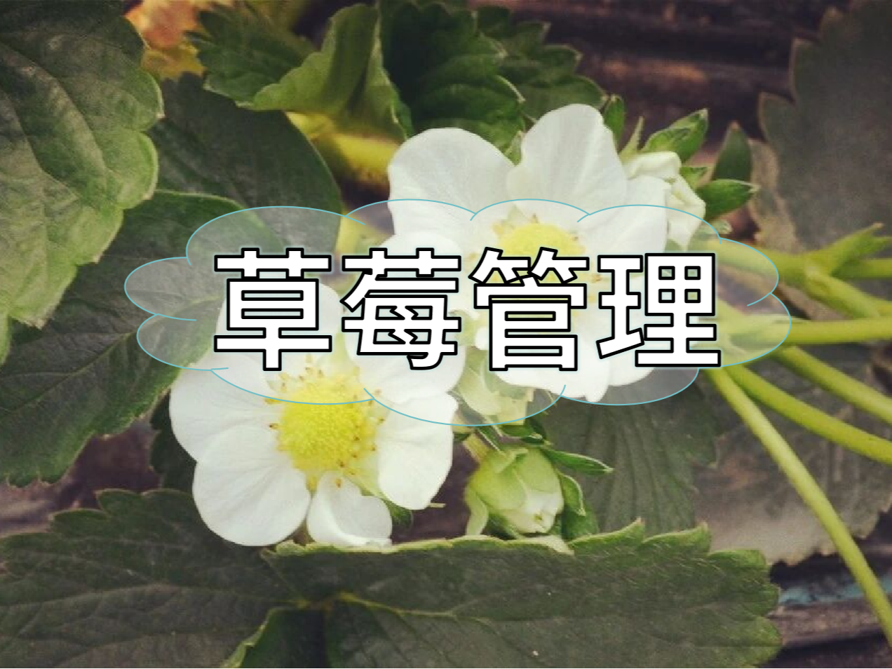 草莓這些做好，優(yōu)產(chǎn)增收不愁！