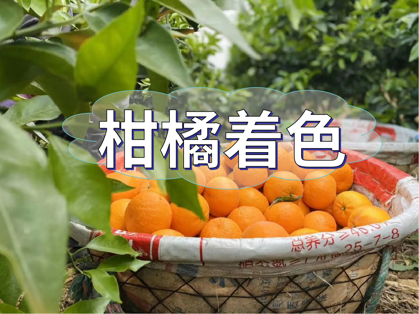柑橘膨大轉色<i style='color:red'>增甜</i>這樣管，成熟快上市早