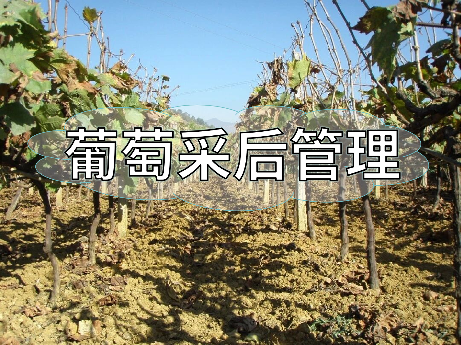 葡萄采摘忙，<i style='color:red'>采后管理</i>得跟上