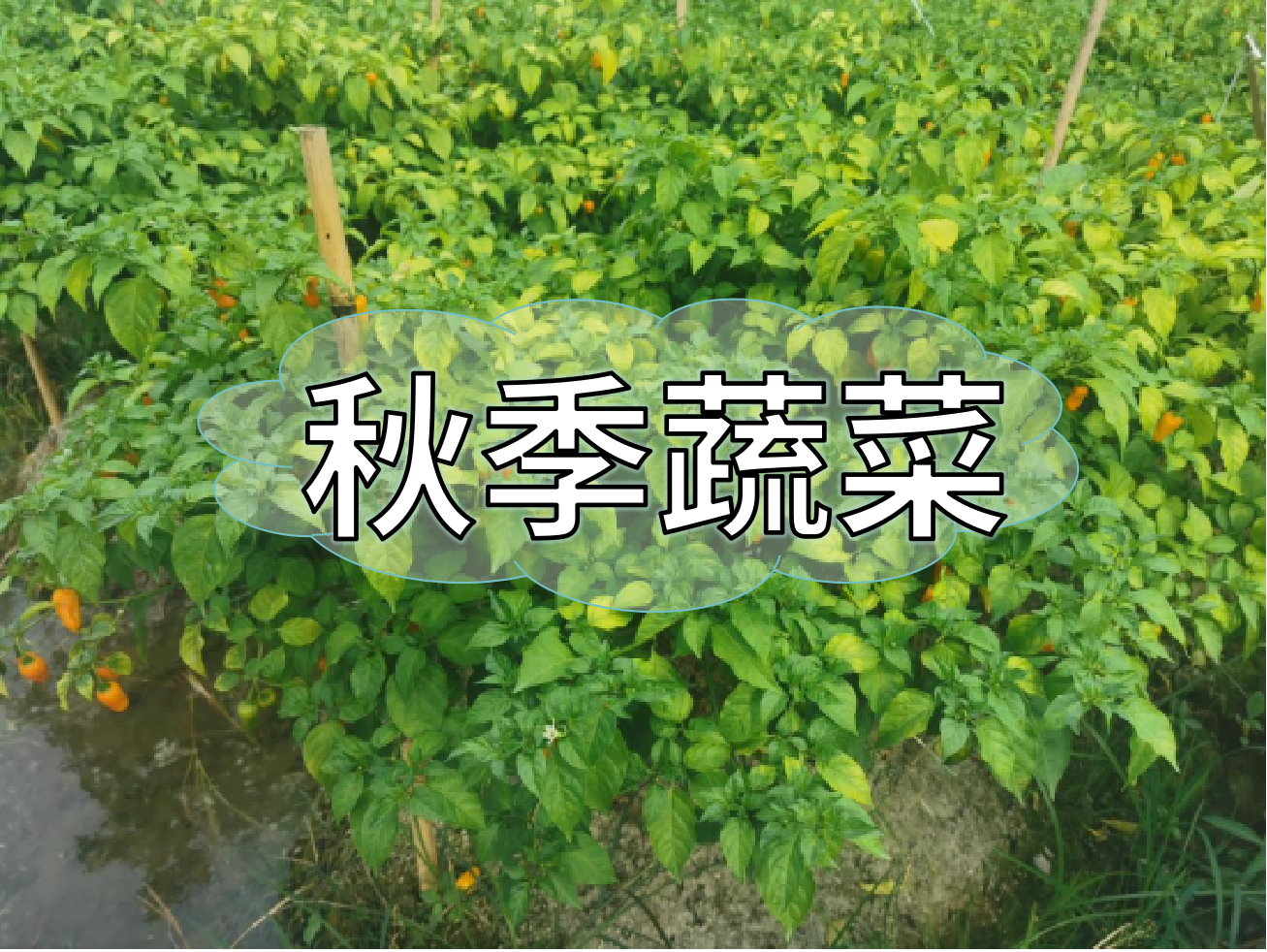 秋種蔬菜，如何提高成活率提高產(chǎn)量