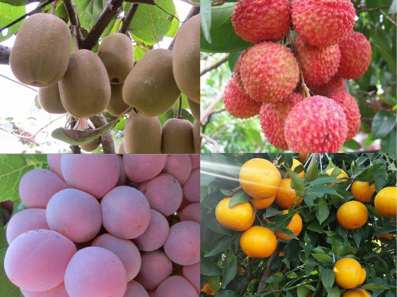 果樹(shù)補鈣全攻略：告別裂果爛果，種出優(yōu)質(zhì)好果