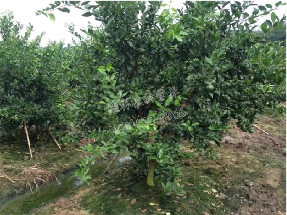 別人果園落果慘重，為何她的果園黃蒂落果少？