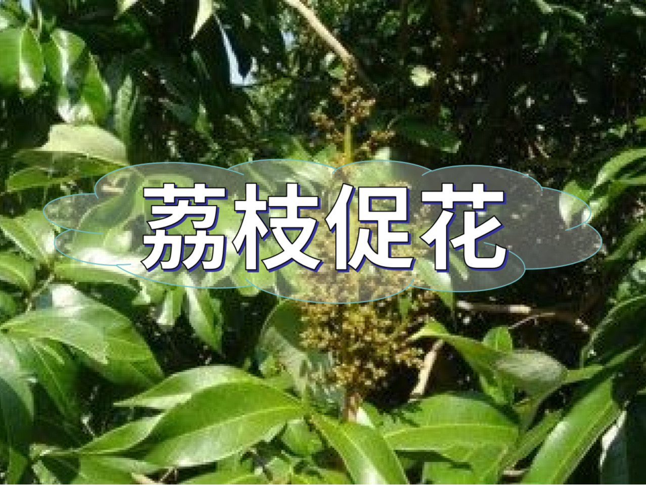 早熟荔枝，開(kāi)始促花啦！