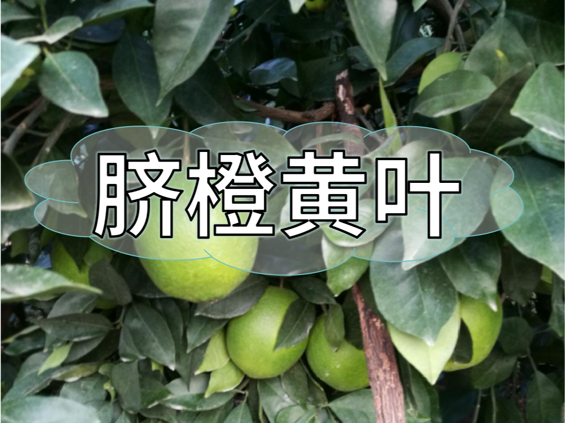 臍橙缺素黃葉越來(lái)越多，如何預防和補救