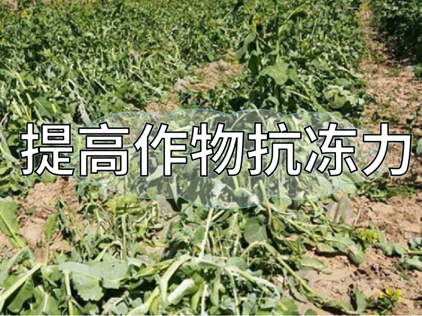 如何提高作物抗凍力？這個(gè)方法簡(jiǎn)單又好用