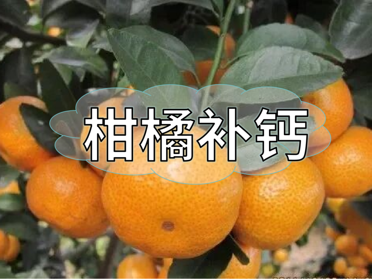 柑橘第三次補鈣關(guān)鍵期，決定果實(shí)品質(zhì)在這時(shí)
