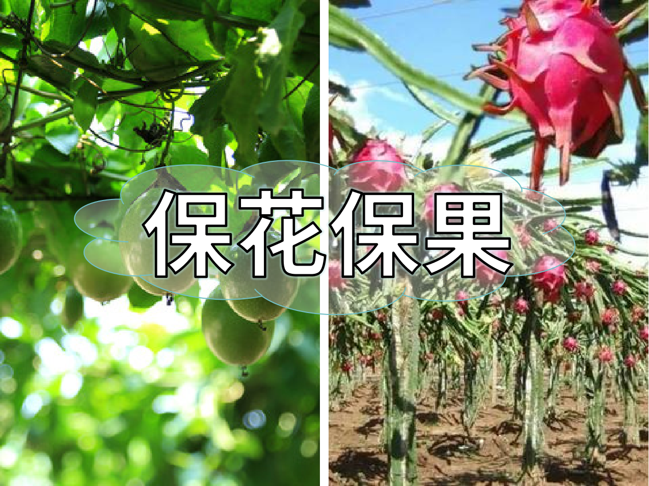 百香果、火龍果連續開(kāi)花坐果期促花保果怎么做？