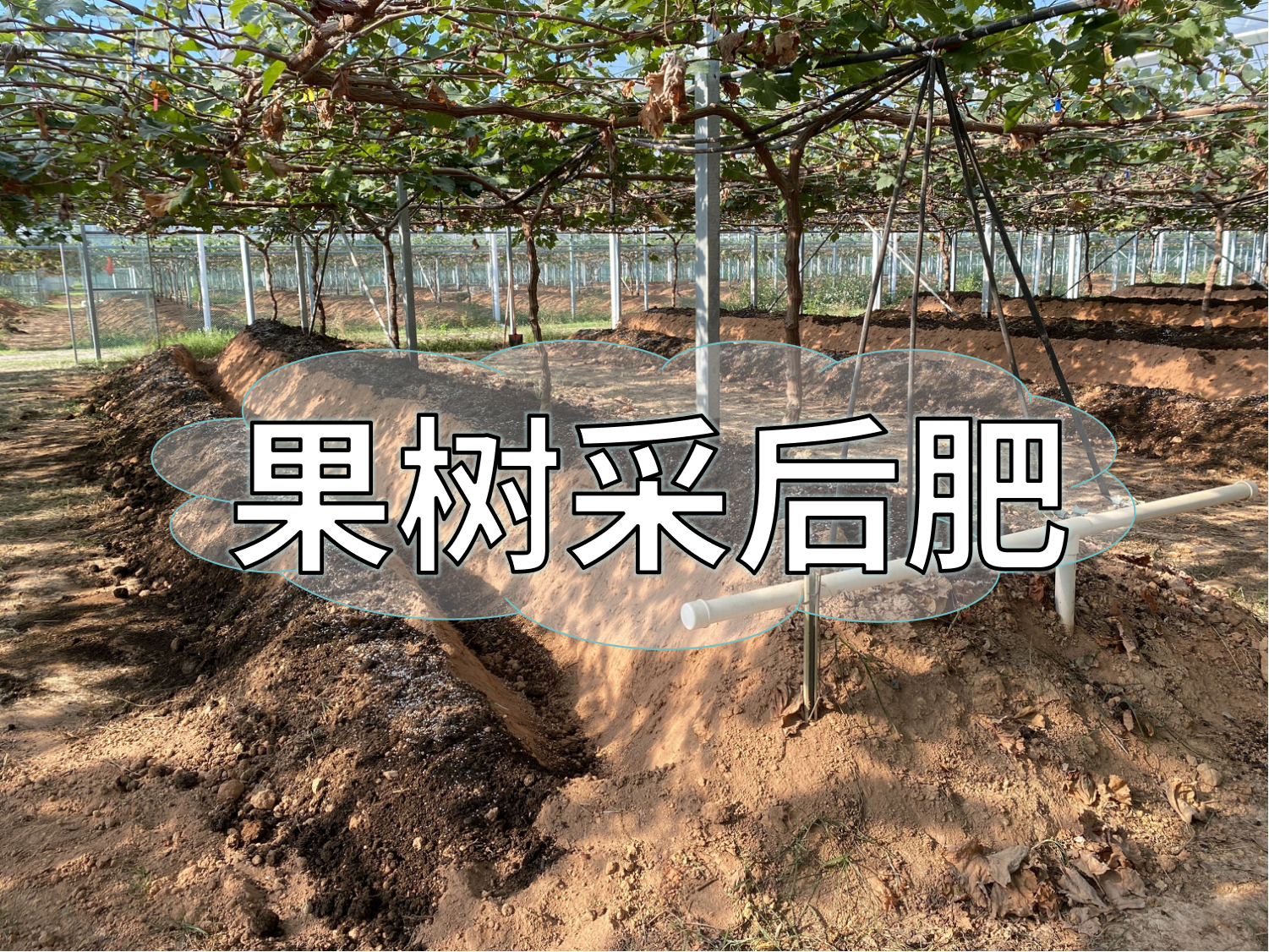 果樹(shù)采后肥這樣下，明年穩產(chǎn)豐產(chǎn)