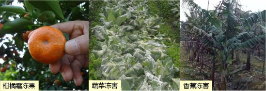讓作物安全過(guò)冬的實(shí)用小妙招，速看