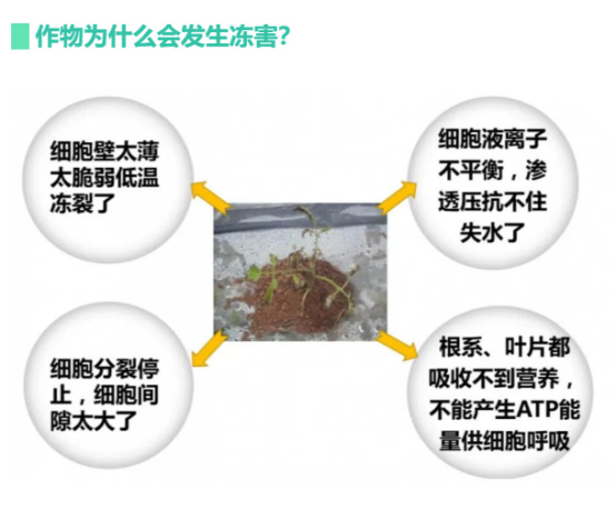 讓作物安全過(guò)冬的實(shí)用小妙招，速看