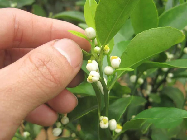 沃柑茂谷柑來(lái)花多要疏花，促花工作就不做了，小心花多不壯