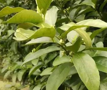 花少花弱