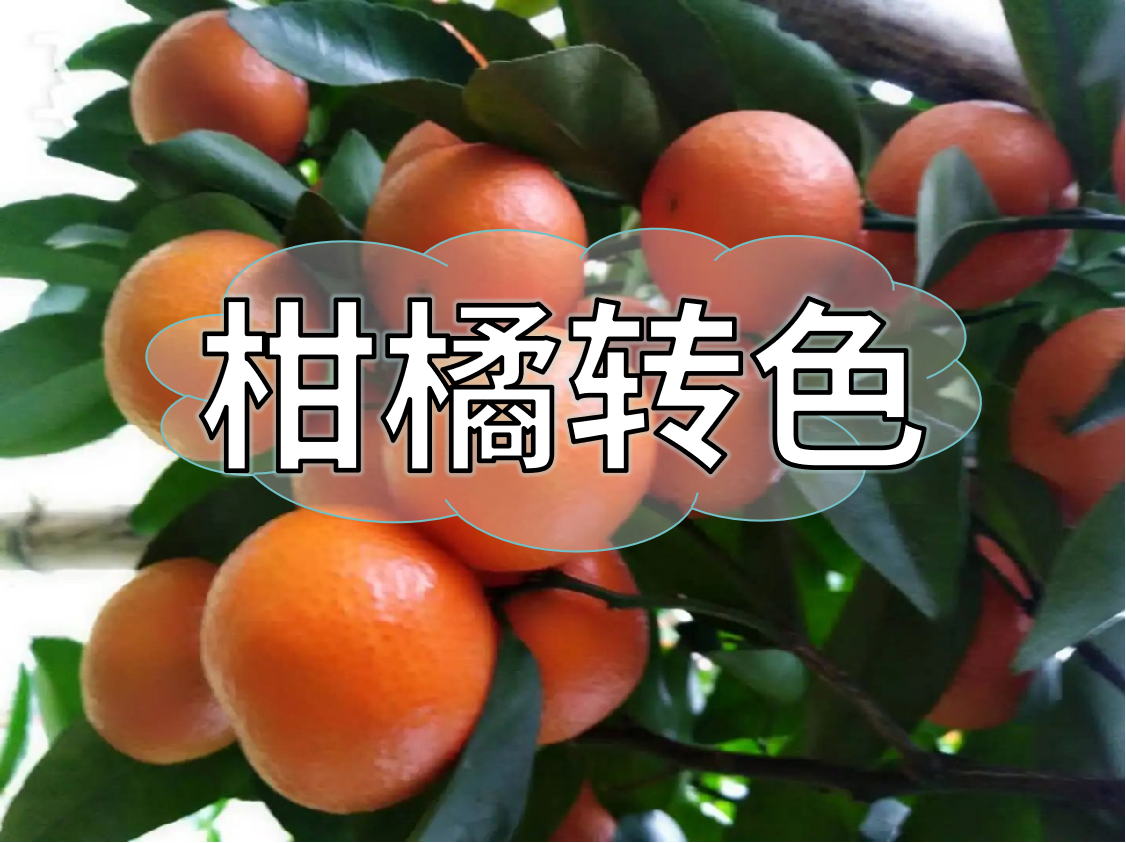 柑橘轉色期重補鈣，不浮皮少霜凍，增產(chǎn)增收