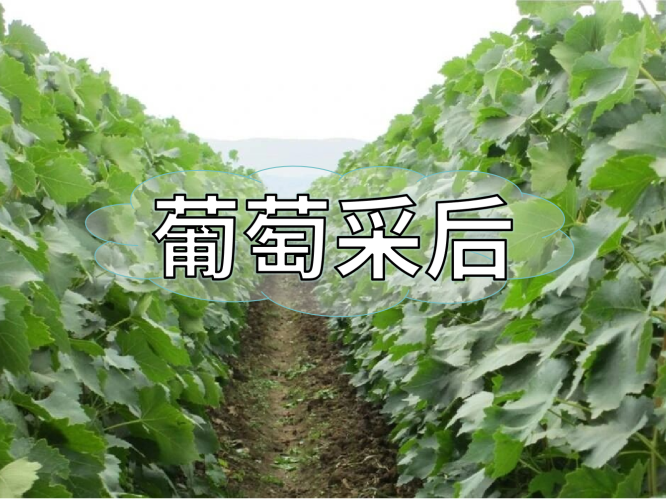 葡萄采后棄管問(wèn)題大，有效管理這樣做