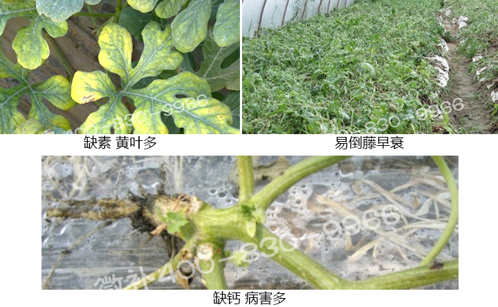 西瓜營(yíng)養方案