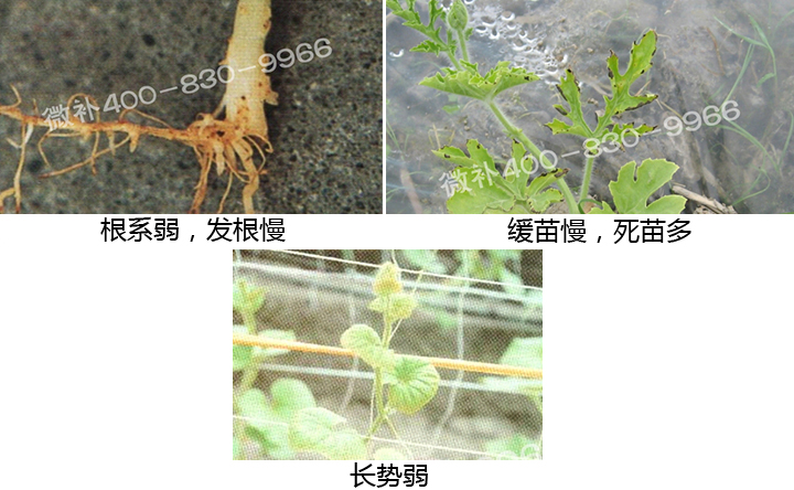 西瓜營(yíng)養方案
