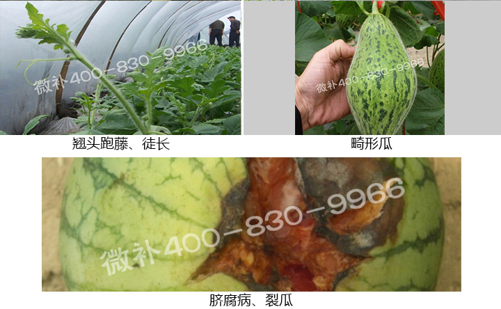 西瓜營(yíng)養方案