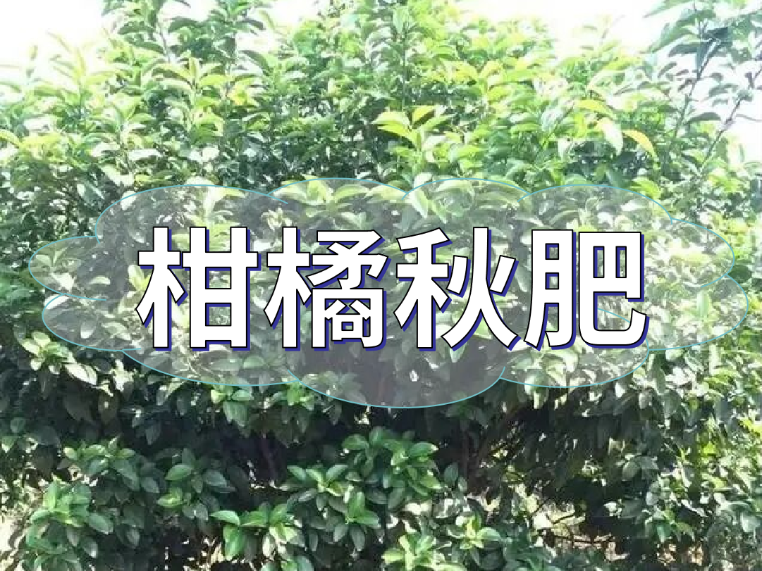 柑橘<i style='color:red'>秋肥</i>用得好產(chǎn)量不會(huì )少！怎么施？