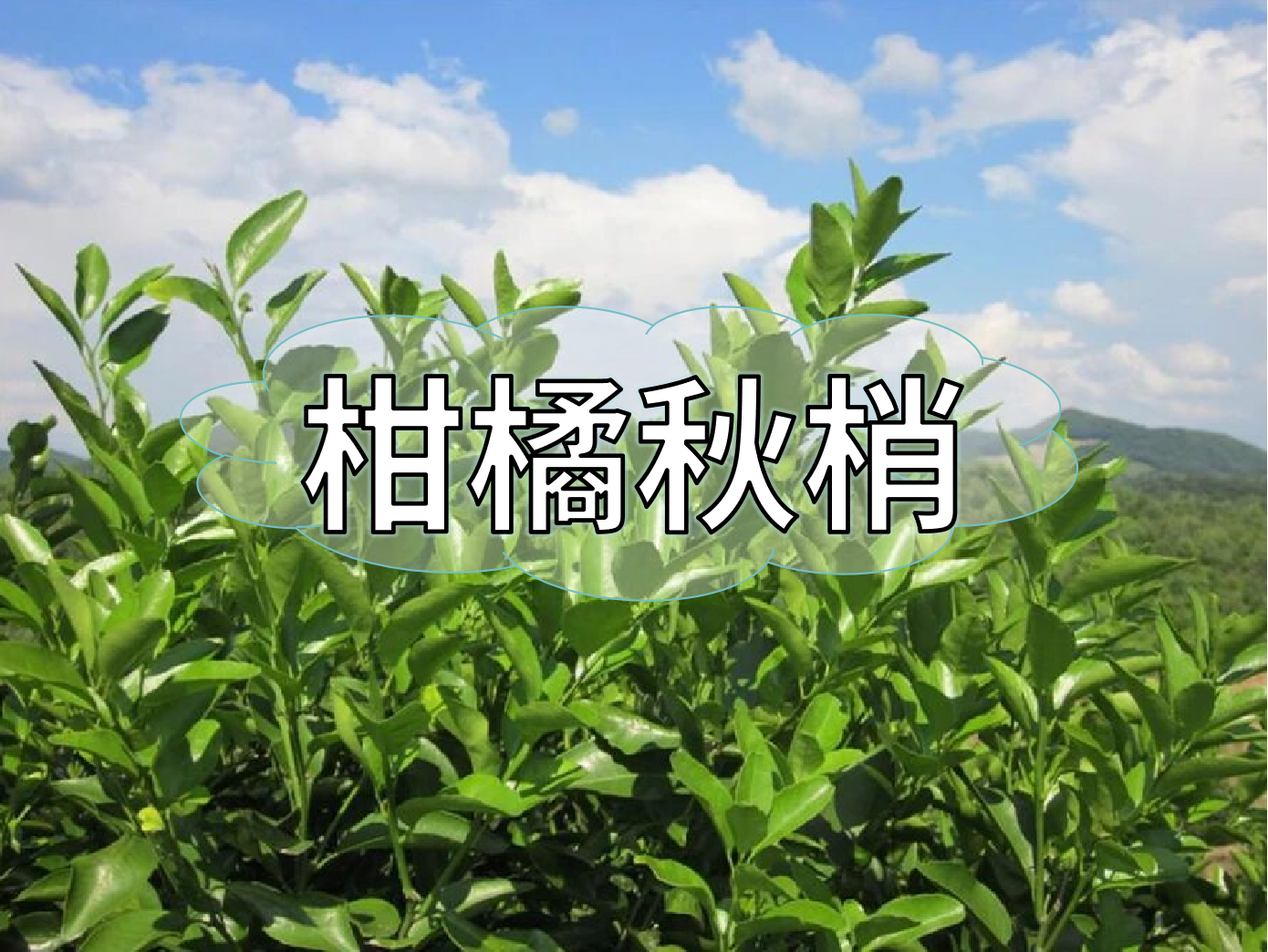 柑橘秋梢不老熟？別慌！這樣促熟保豐收
