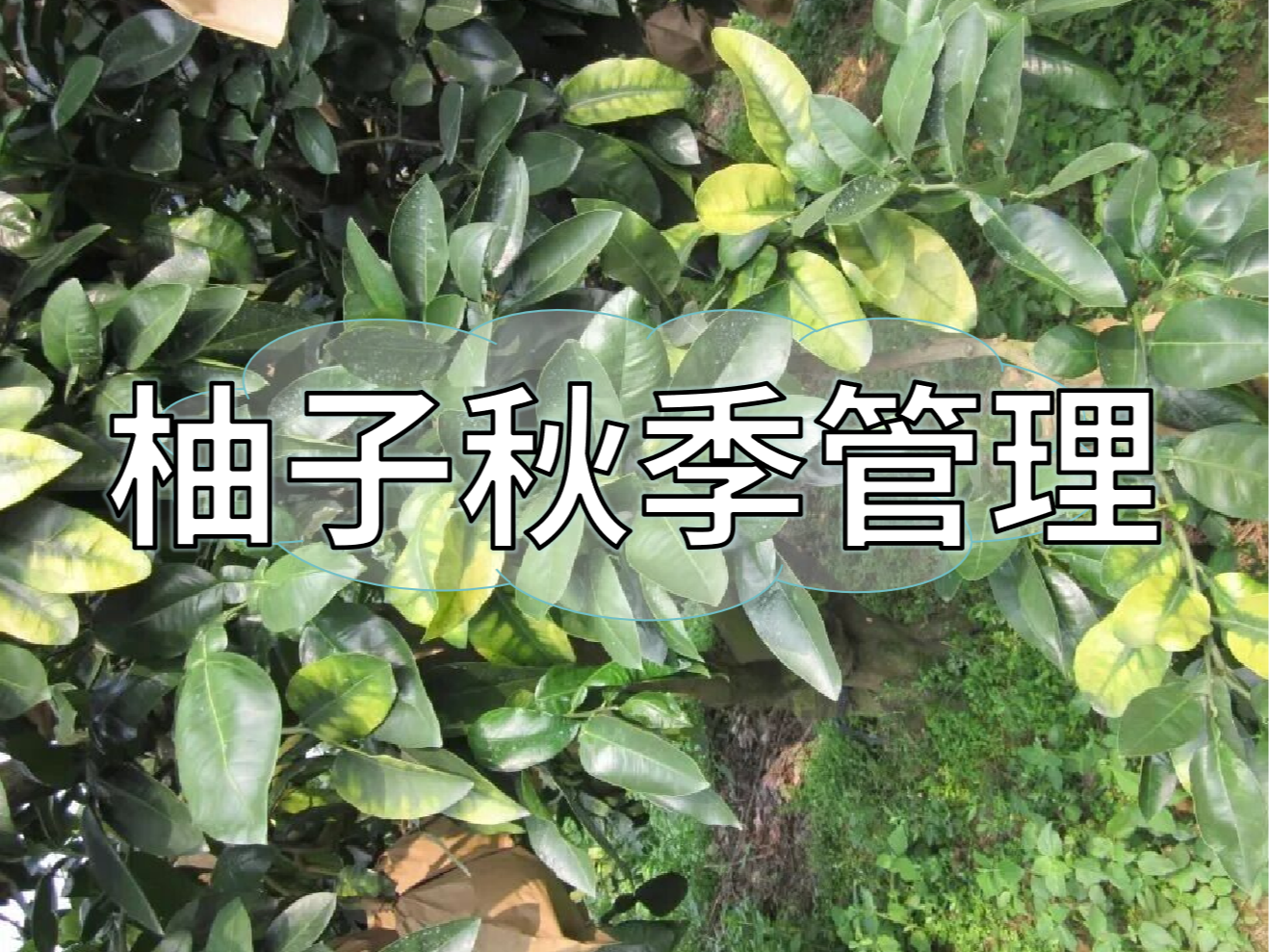 柚子采前增甜提質(zhì)、采后養樹(shù)促花，兩步搞定