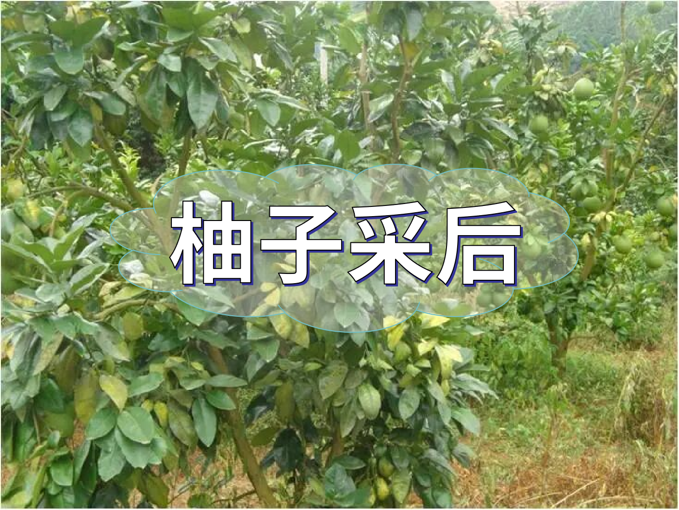 柚子采后這么管，來(lái)年不減產(chǎn)