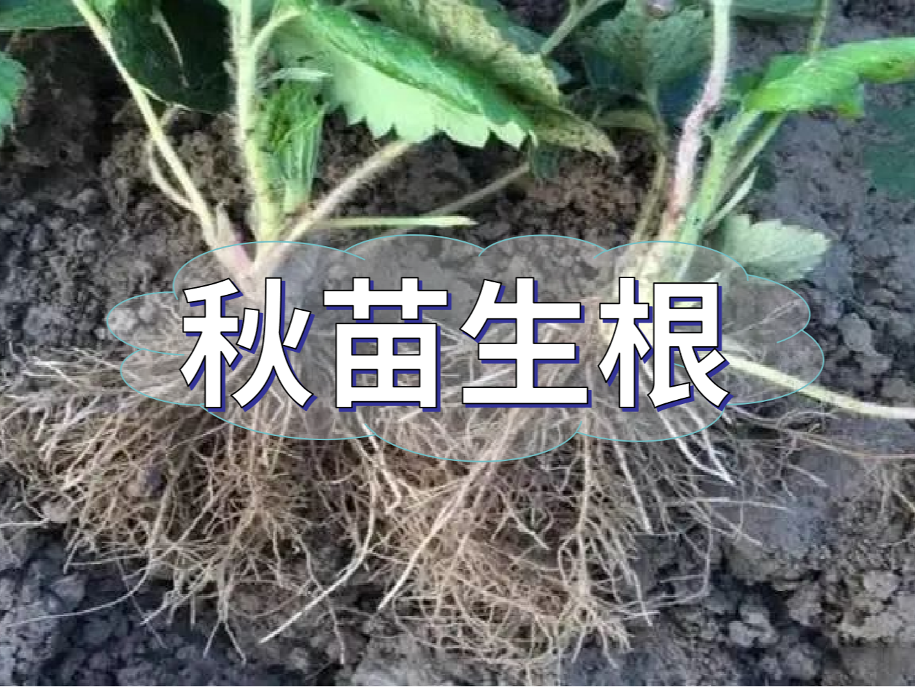 秋播開(kāi)始，生根養根是作物健壯增產(chǎn)提質(zhì)的關(guān)鍵