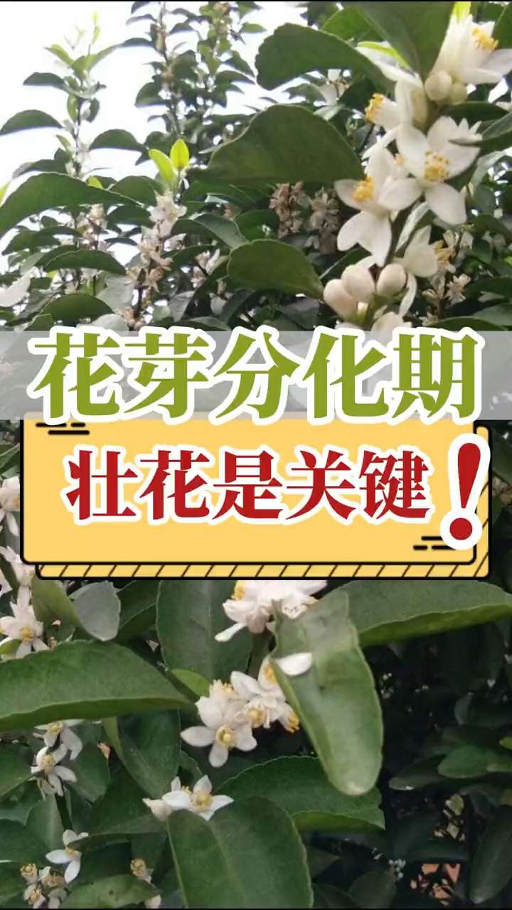 花芽分化期，壯花是關(guān)鍵！