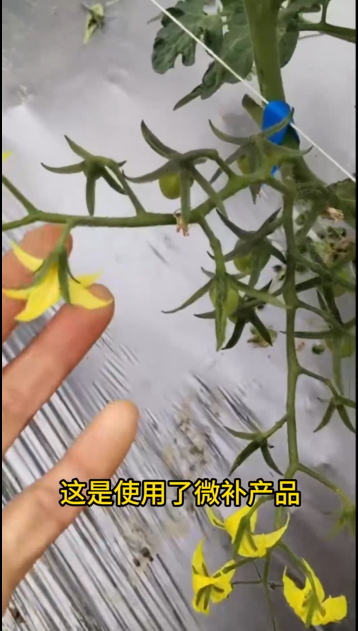 微補營養(yǎng)又淋又噴，圣女果花又粗又壯，非常漂亮