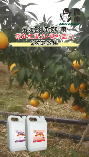 愛(ài)媛38 連續葉噴微補紅果力+微補蓋力2次的效果