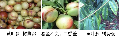 核果類(lèi)營(yíng)養方案