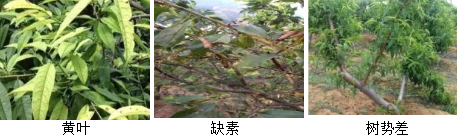 核果類(lèi)營(yíng)養方案