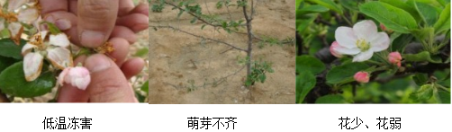蘋(píng)果營(yíng)養方案