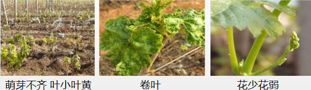 葡萄營(yíng)養方案