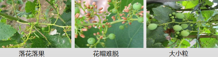 葡萄營(yíng)養方案