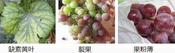 葡萄營(yíng)養方案