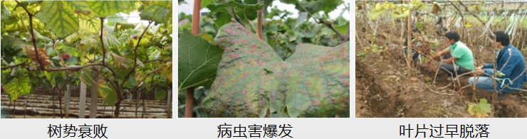 葡萄營(yíng)養方案