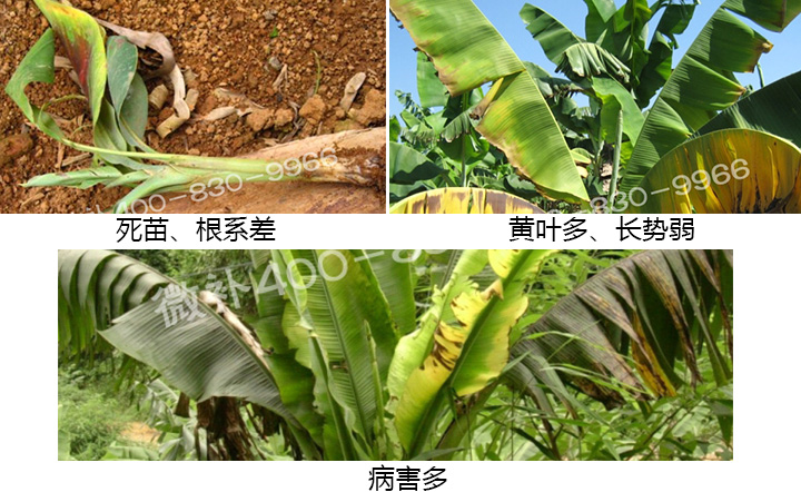 香蕉營(yíng)養方案