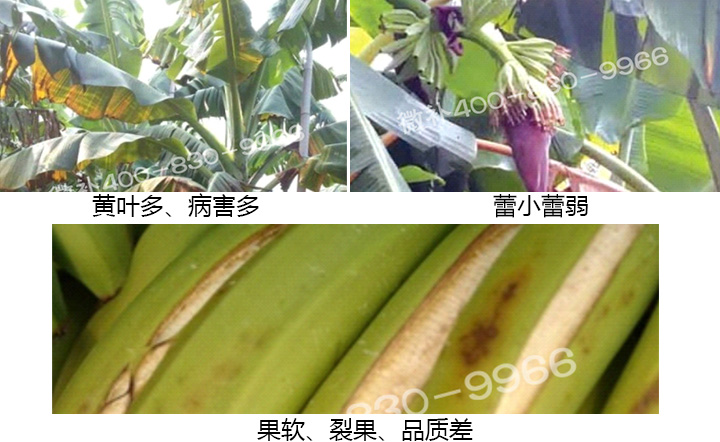 香蕉營(yíng)養方案
