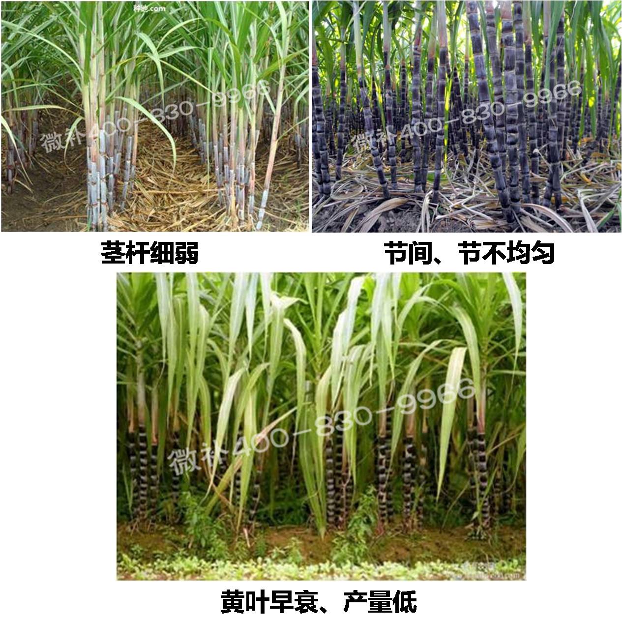 甘蔗營(yíng)養方案