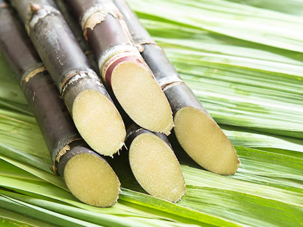 甘蔗營(yíng)養方案