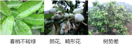 蜜柚營(yíng)養方案