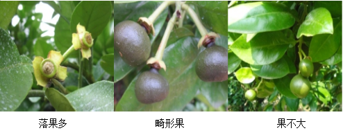 蜜柚營(yíng)養方案
