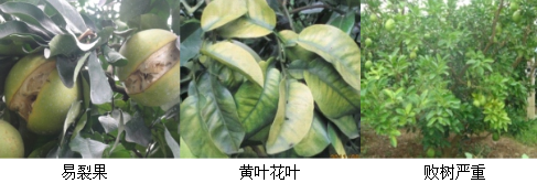 蜜柚營(yíng)養方案