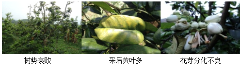 蜜柚營(yíng)養方案