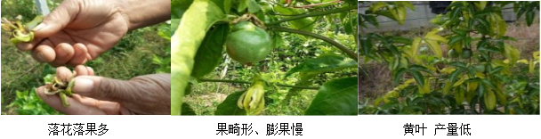 百香果營(yíng)養方案