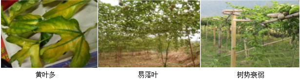 百香果營(yíng)養方案
