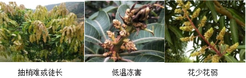 芒果營(yíng)養方案